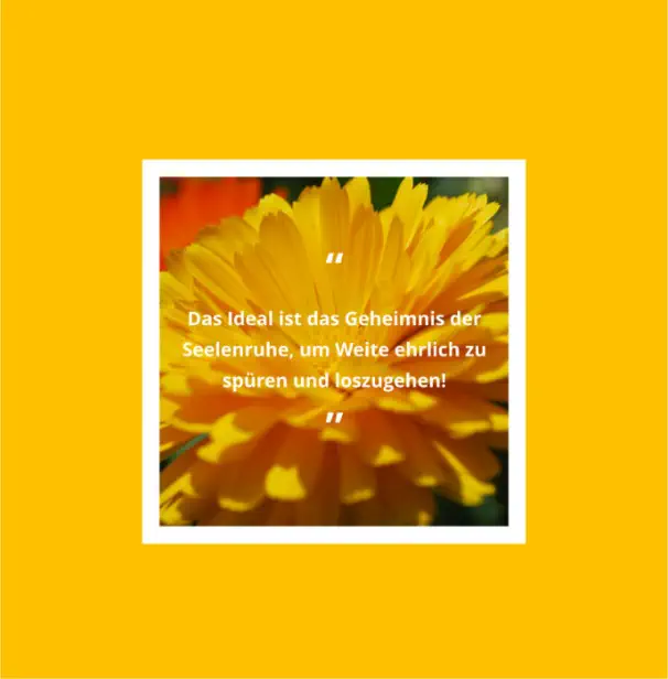 Buch - Meine ideale Bewegung von Herbert Handler